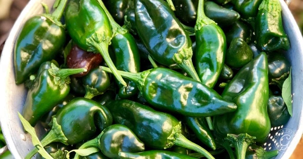 A close-up of a metal colander filled with fresh, shiny green poblano peppers—perfect inspiration if you want to learn how to grow poblano peppers at home.