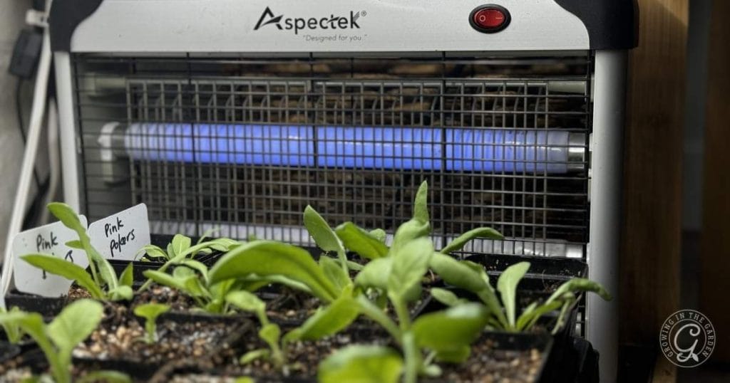 How to Treat and Prevent Fungus Gnats Indoors