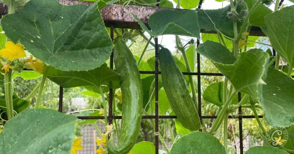 Cucumber Companion Plants: Enhance Growth and Repel Pests
