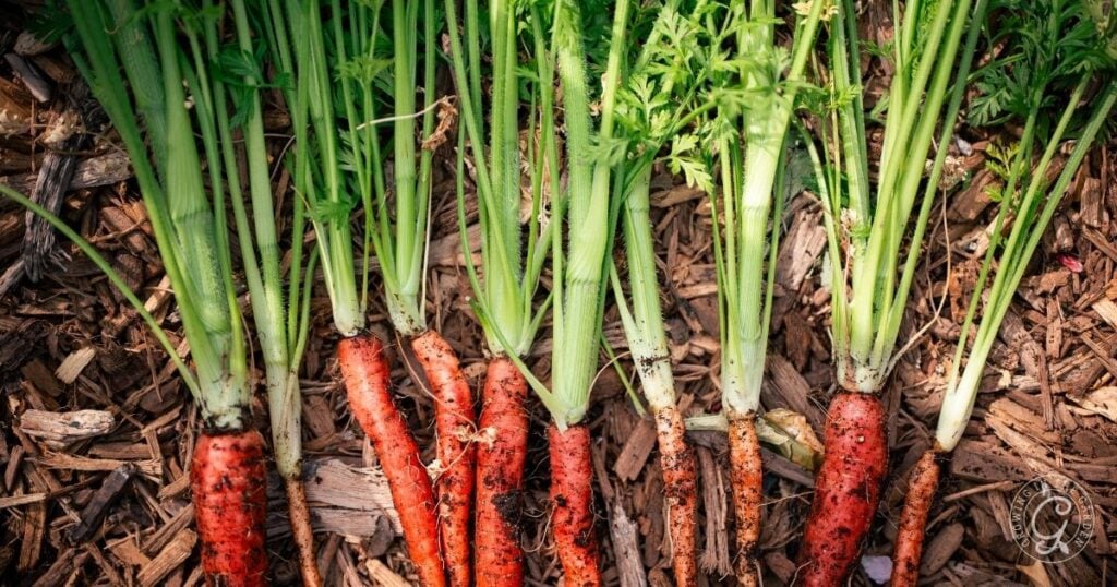 Why Carrots Bolt the First Year (and What to Do About It)
