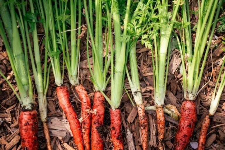 Why Carrots Bolt (and What to Do About It) featured image