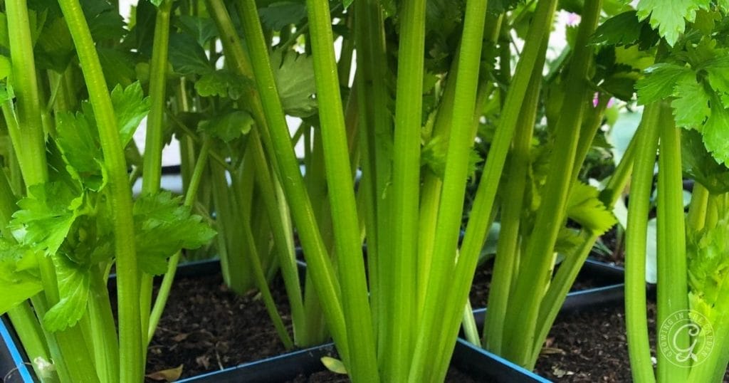 Close-up of green celery stalks growing in soil inside blue-edged rectangular containers, perfect for those interested in how to grow celery at home.