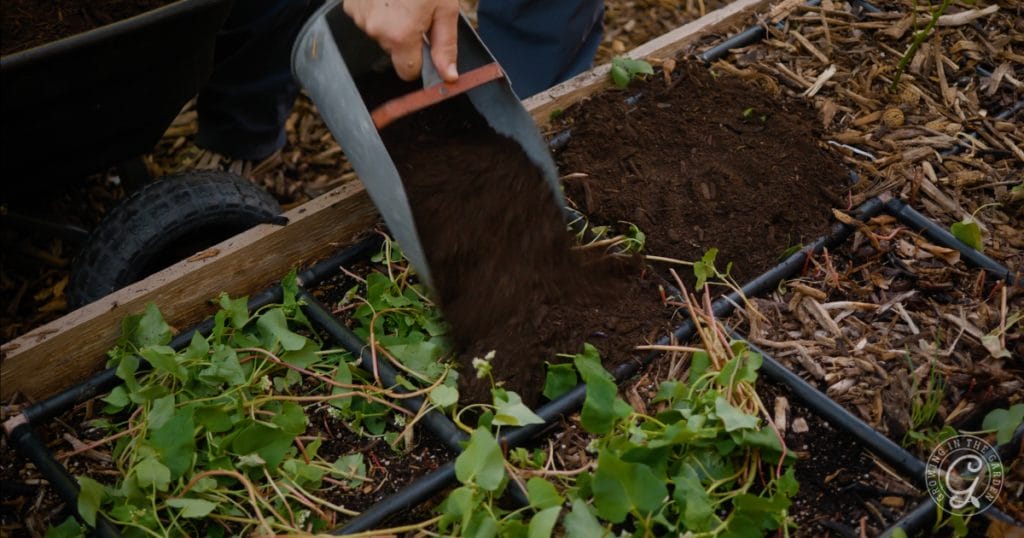 Take the summer off! Plant heat-tolerant cover crops instead 