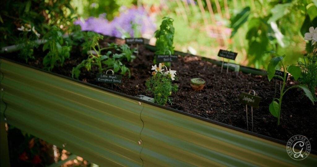 An elevated garden bed with labeled herb and flower plants, including basil and oregano, surrounded by greenery and blurred flowers in the background—ideal for elevated garden bed hot climates.