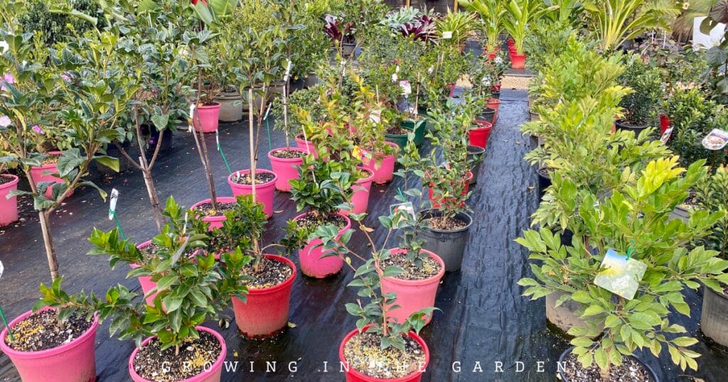 Planting Bare Root & Container Fruit Trees: A Step-by-Step Guide