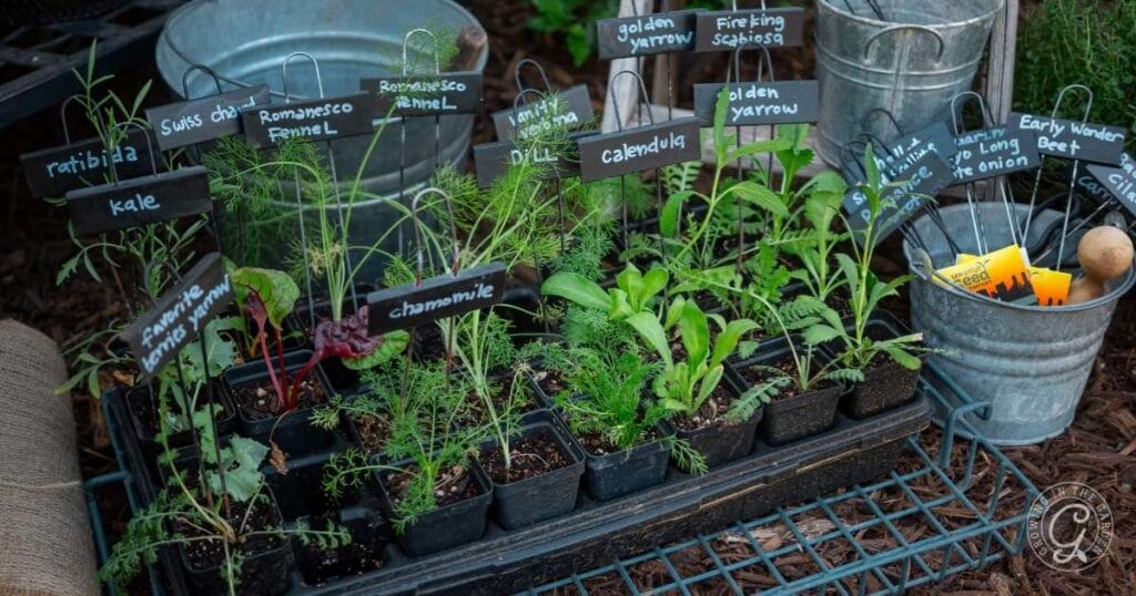 Top Winter Crops for Hot Climates: What to Grow and When