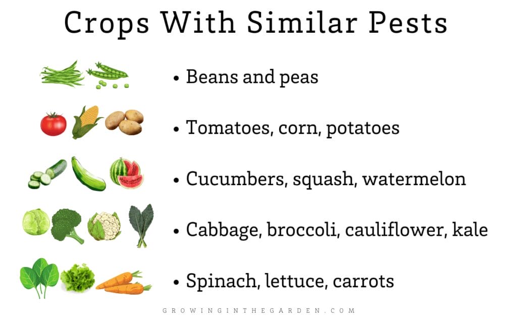 Crops With Similar Pests