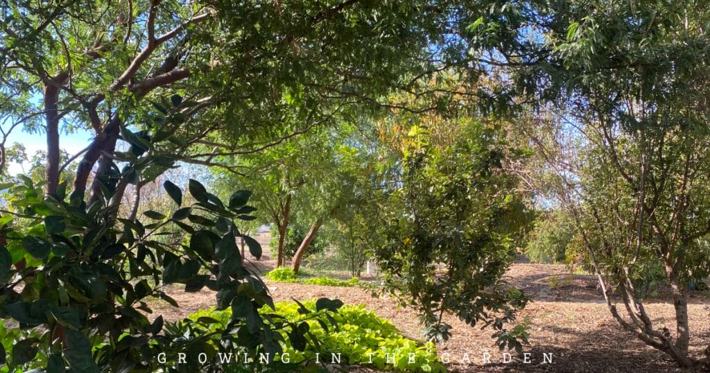 Transform your backyard into a permaculture food forest. Get started with these expert tips for a productive and thriving food forest.