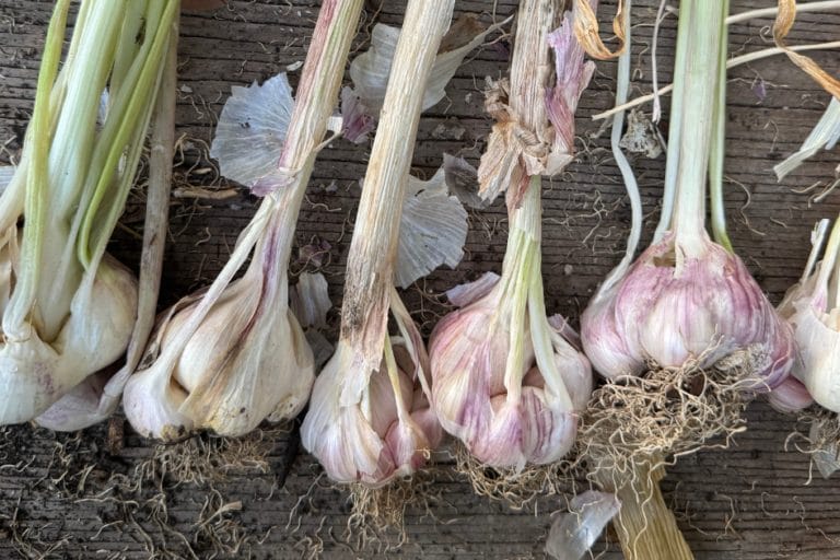 Witches Broom Garlic: What’s Wrong with My Garlic? featured image