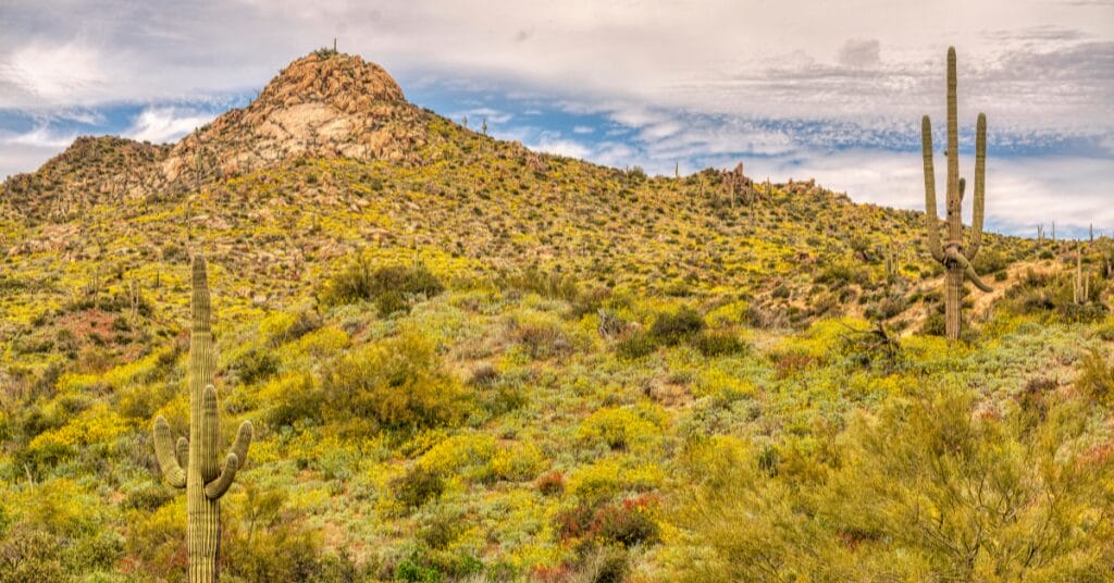 Sunken Garden Beds: Water-Wise Gardening in the Desert - History of Sunken Garden Beds in the Sonoran Desert