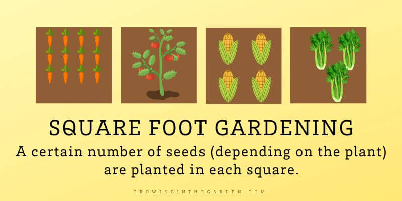 Square foot gardening A certain number of seeds (depending on the plant) are planted in each square.