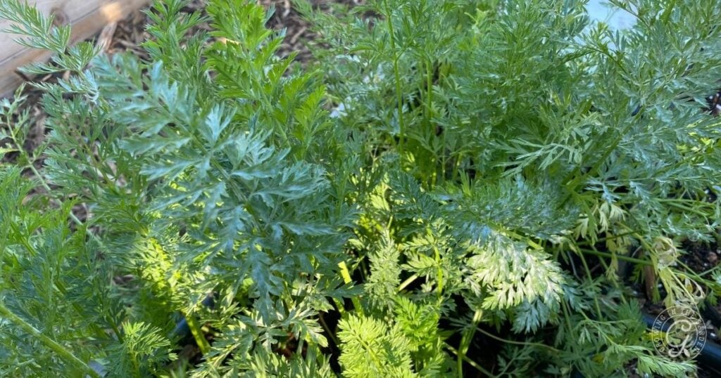 Close-up view of green carrot tops growing densely in a garden bed, showing healthy foliage with no signs of powdery mildew on carrots.