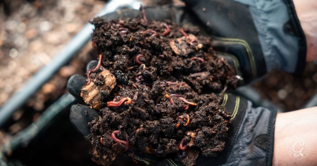 What to Feed Worms in Your In-Bed Vermicomposting Bins