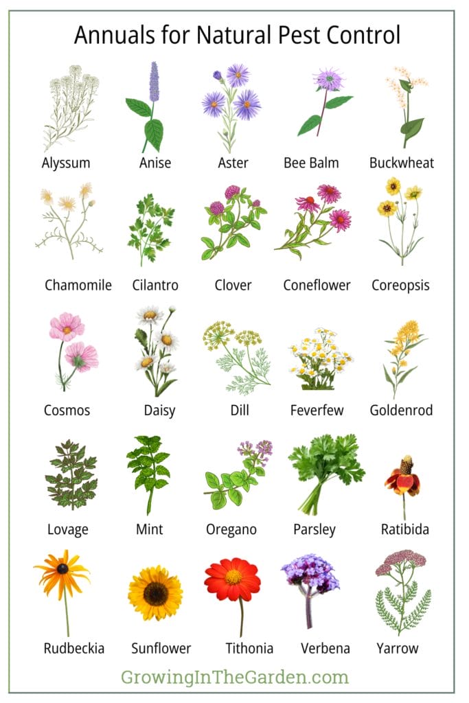 Annuals for Natural Pest Control