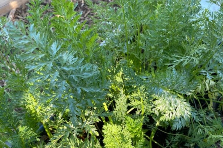 Powdery Mildew on Carrots: Causes and Solutions featured image