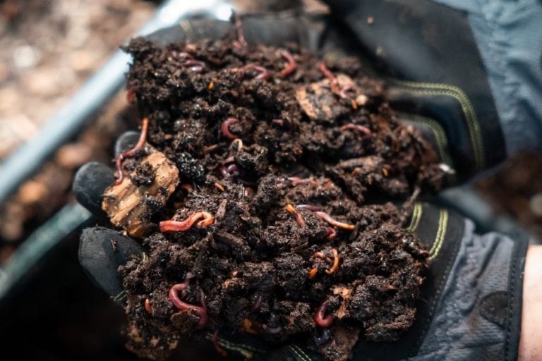 What to Feed Worms in Worm Bins featured image