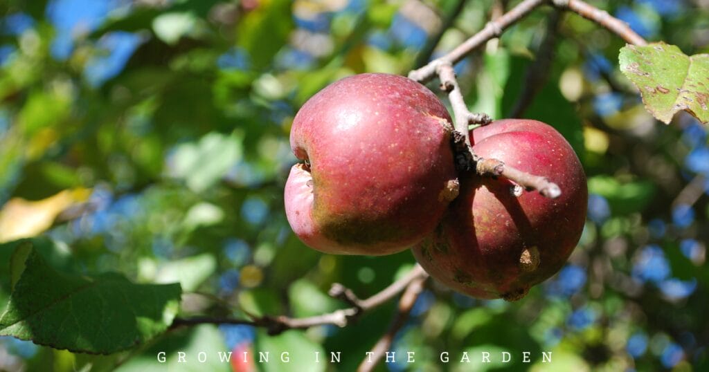How to Plant Deciduous Fruit Trees
