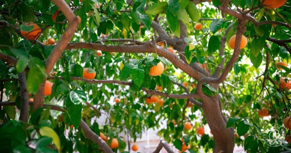 Branches of an orange tree with ripe oranges hanging among green leaves in bright natural light, a perfect scene for learning how to fertilize citrus for healthy, abundant fruit.