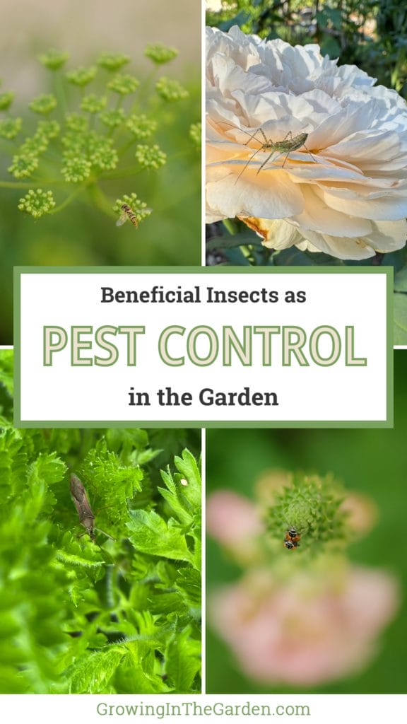Beneficial Insects as Pest Control
