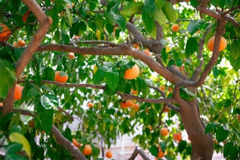 Fertilizing Citrus: What, When, And How To Feed Citrus Trees featured image