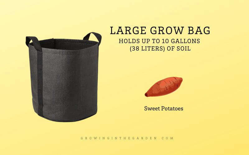 Learning how to grow sweet potatoes is surprisingly easy - just a few plants provide a plentiful harvest. 