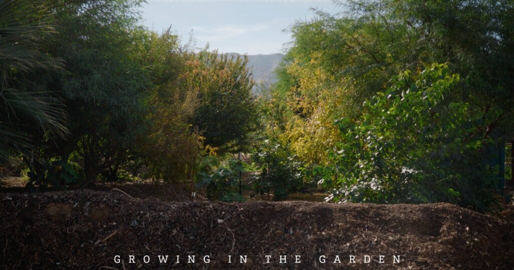 4-Step Permaculture Method for Feeding Fruit Trees