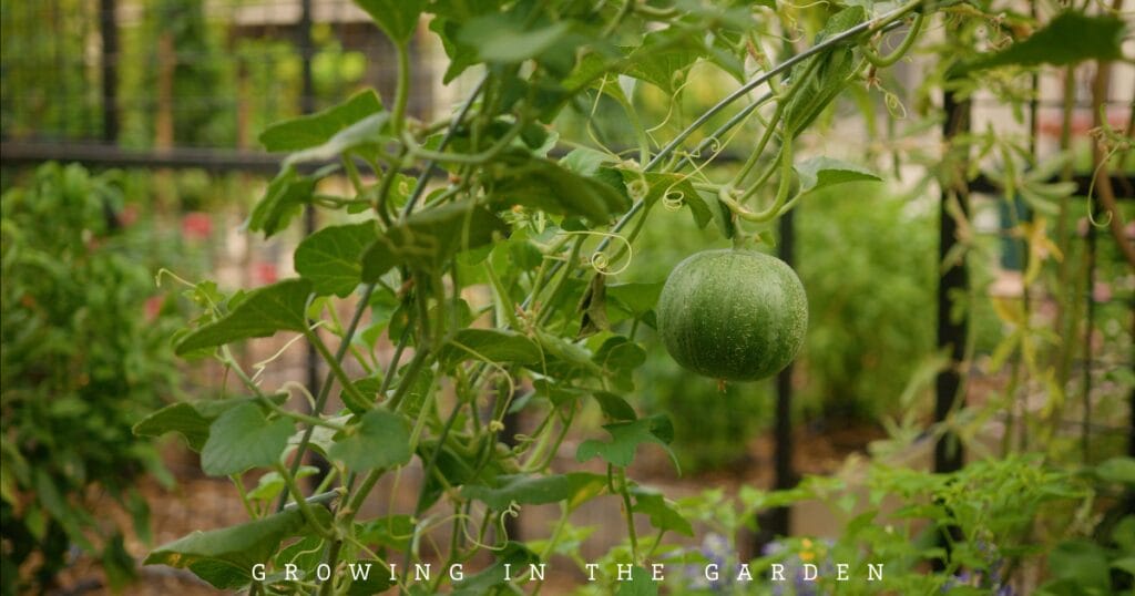 10 New Gardener Mistakes: What To Do Instead