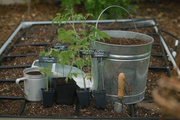 How to Plant Tomatoes: A Step-by-Step Guide featured image