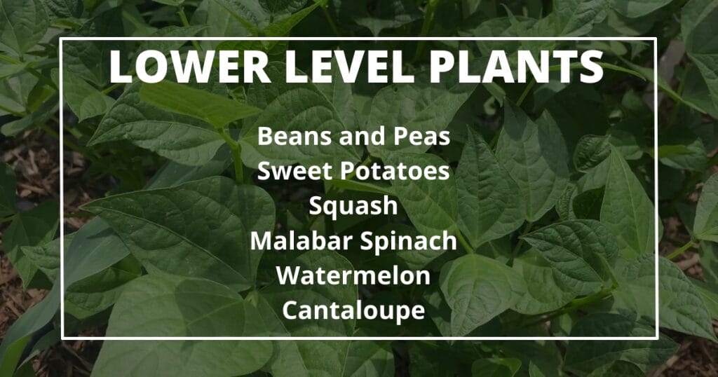 10 Practical Tips for Creating a Permaculture Food Forest