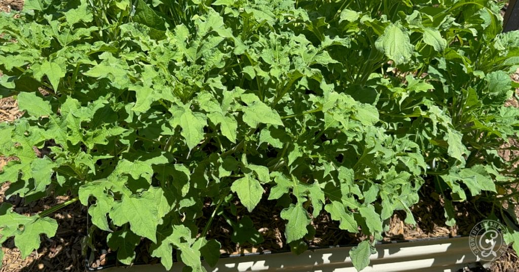 Take the summer off! Plant heat-tolerant cover crops instead
