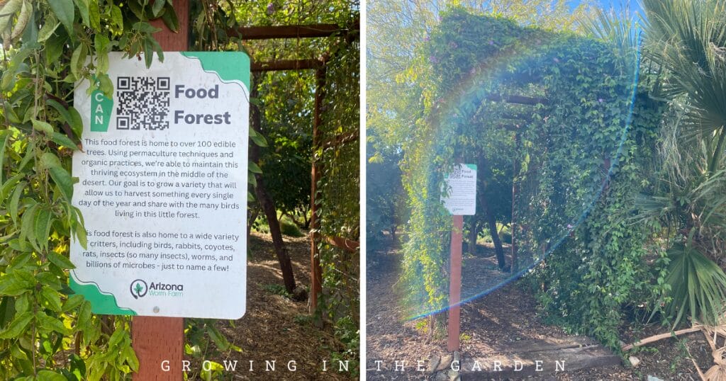 4-Step Permaculture Method for Feeding Fruit Trees