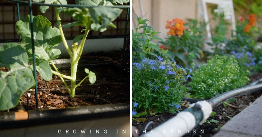 How to Water Your Garden With Flood Irrigation