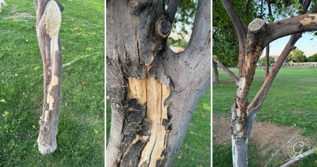 Three photos show tree trunks and branches with visible bark damage, exposing lighter inner wood and rough, peeling bark in a grassy outdoor area.