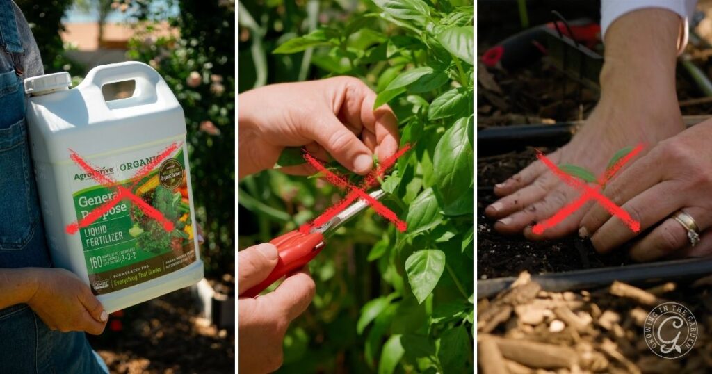 Collage showing fertilizer, pruning, and bare feet in a garden—each crossed out with a red X—highlighting what to avoid when gardening during a heatwave.