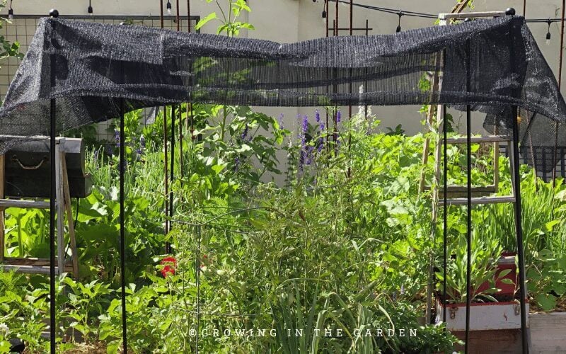 Here are some pictures I took from my previous gardens or other gardens that have added shade. You may get some ideas or inspiration to implement in your own garden.