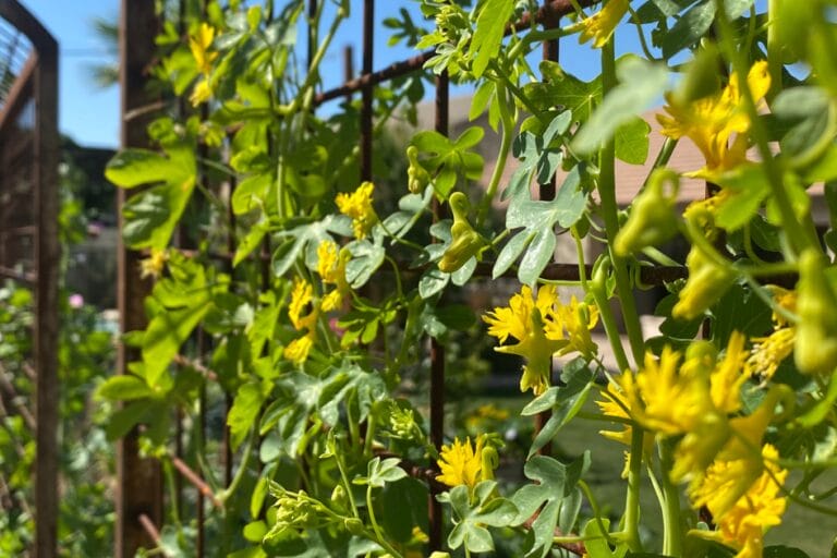 10 Beautiful Vines That Grow From Seed featured image