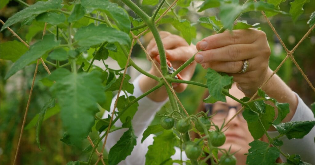 10 Biggest Vegetable Gardening Mistakes