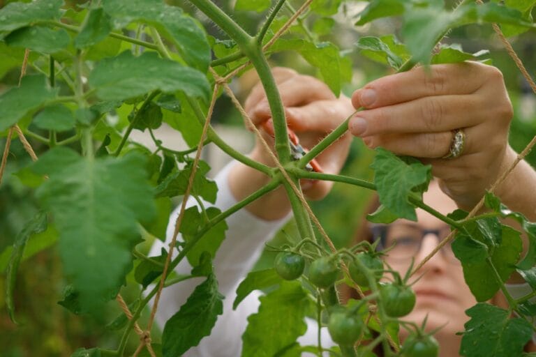 10 Biggest Vegetable Gardening Mistakes featured image