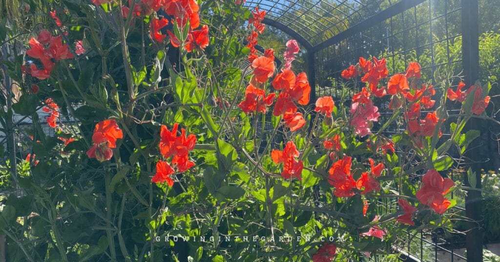 10 Cool-Season Flowers That Love Mild Winters