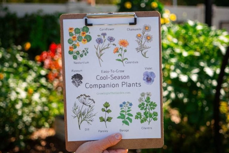 Best Companion Plants for Cool-Season Gardens featured image