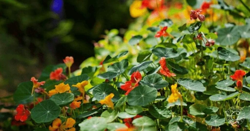 nasturtium - an easy to grow companion plant