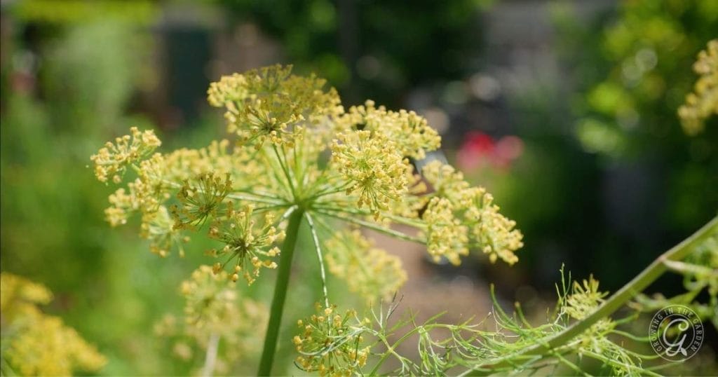 Dill - an easy to grow companion plant