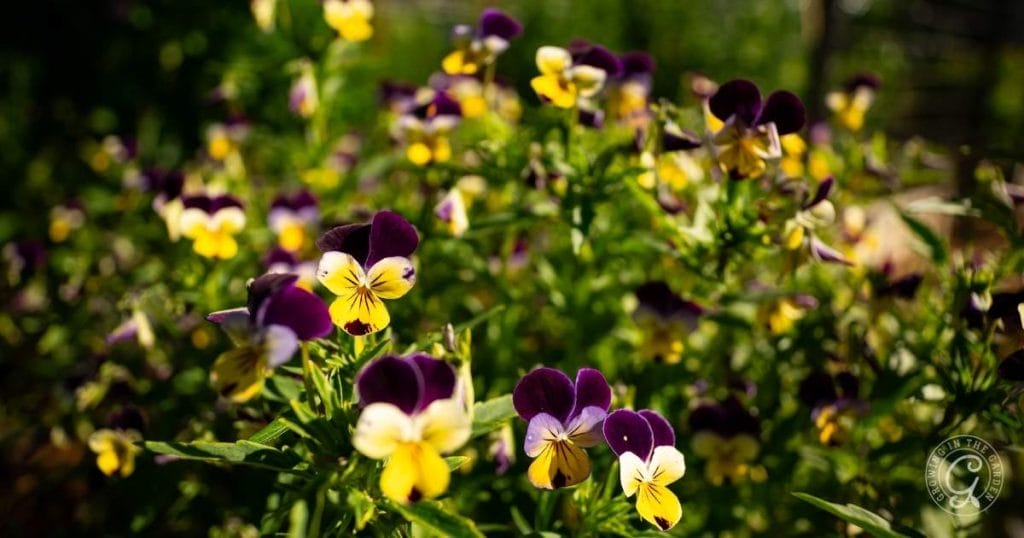 10 Easy to Grow Cool-Season Companion Plants (6)