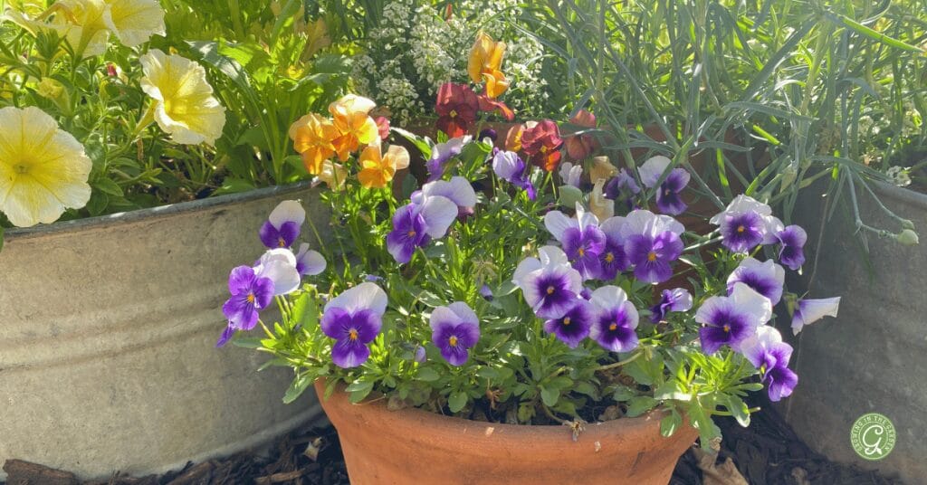 10 Easy to Grow Fall Flowers