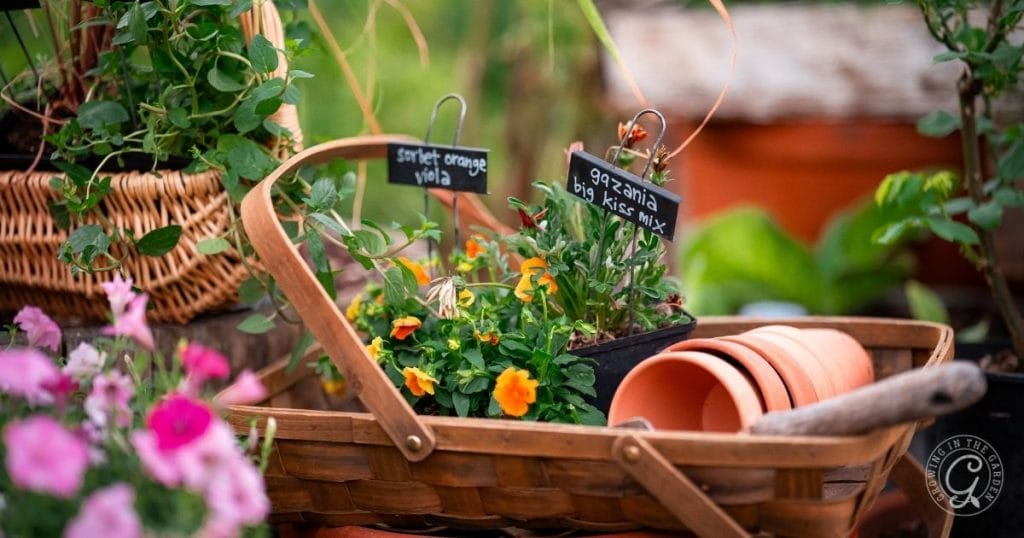 10 Easy-to-Grow Fall Flowers