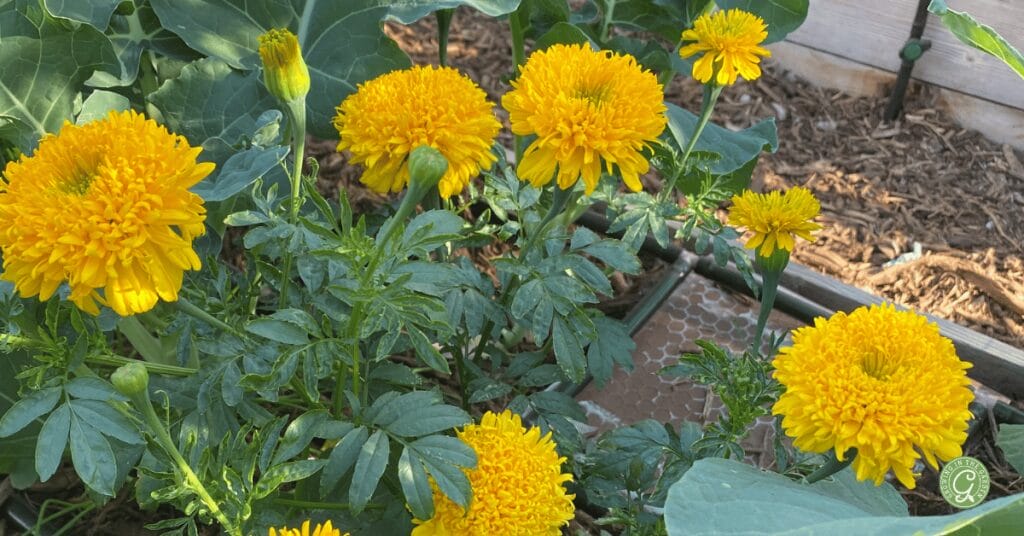 10 Easy to Grow Fall Flowers