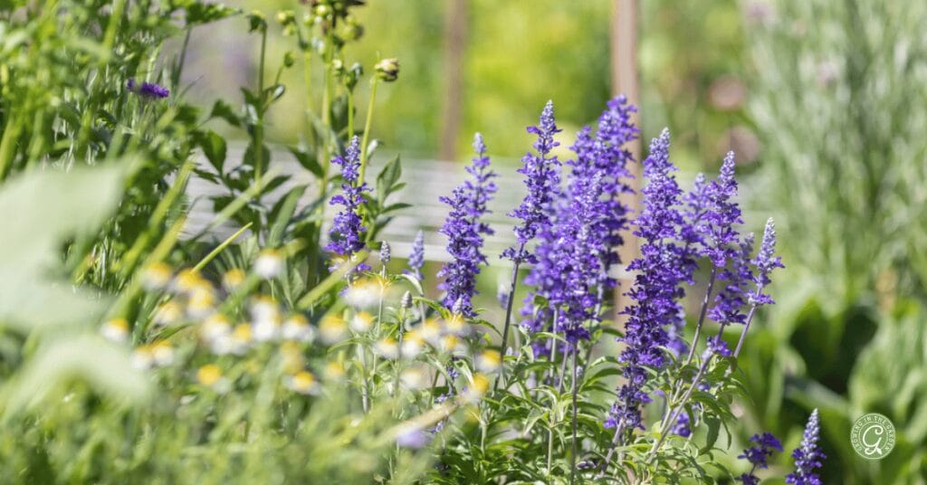 Blue Salvia