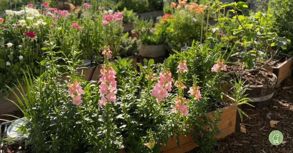 Snapdragons in bloom 