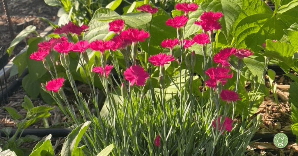 Dianthus