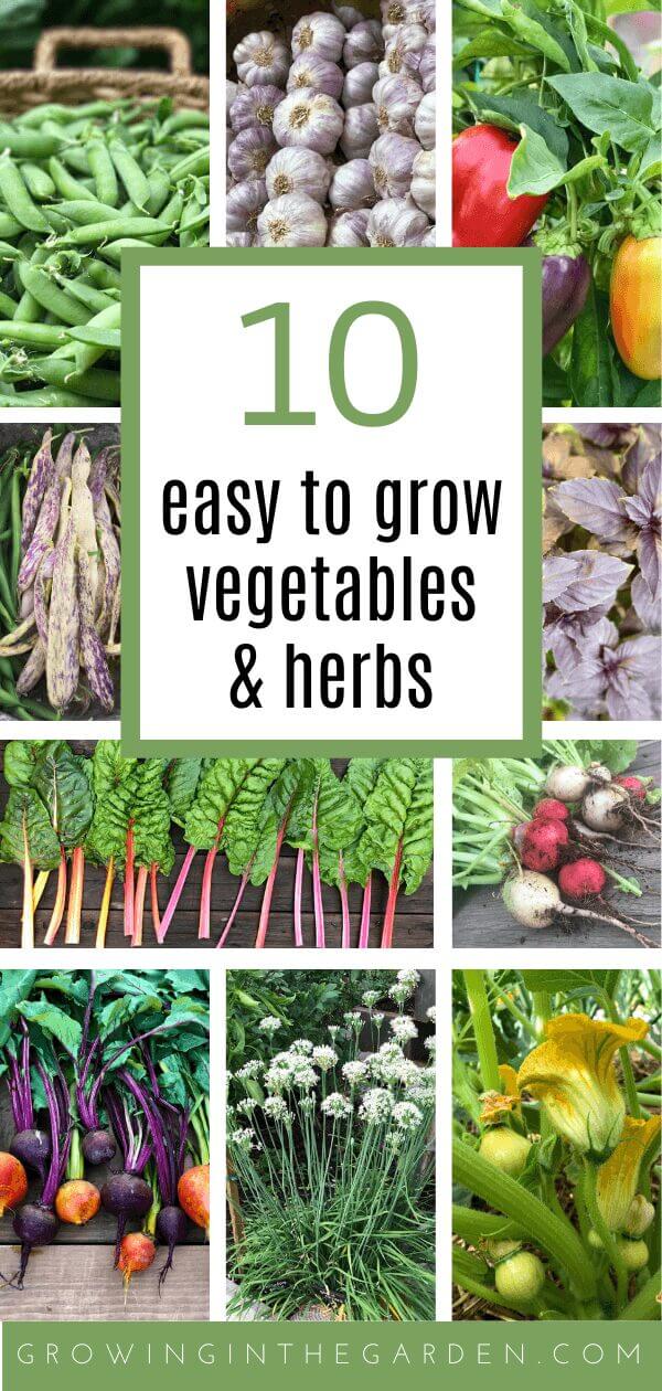 10 easy to grow vegetables and herbs